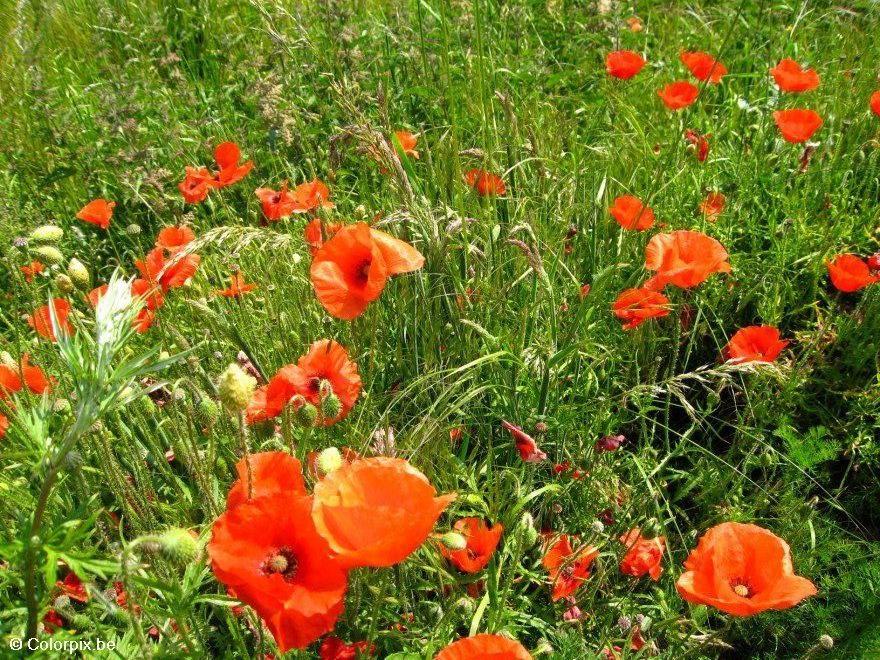 coquelicots Photo coquelicots
