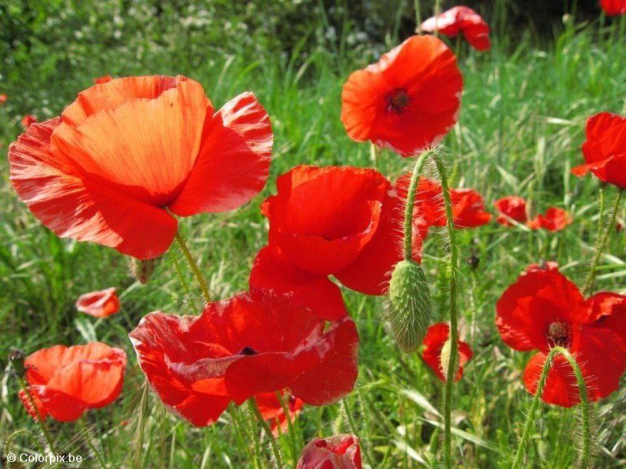 coquelicots Photo coquelicots