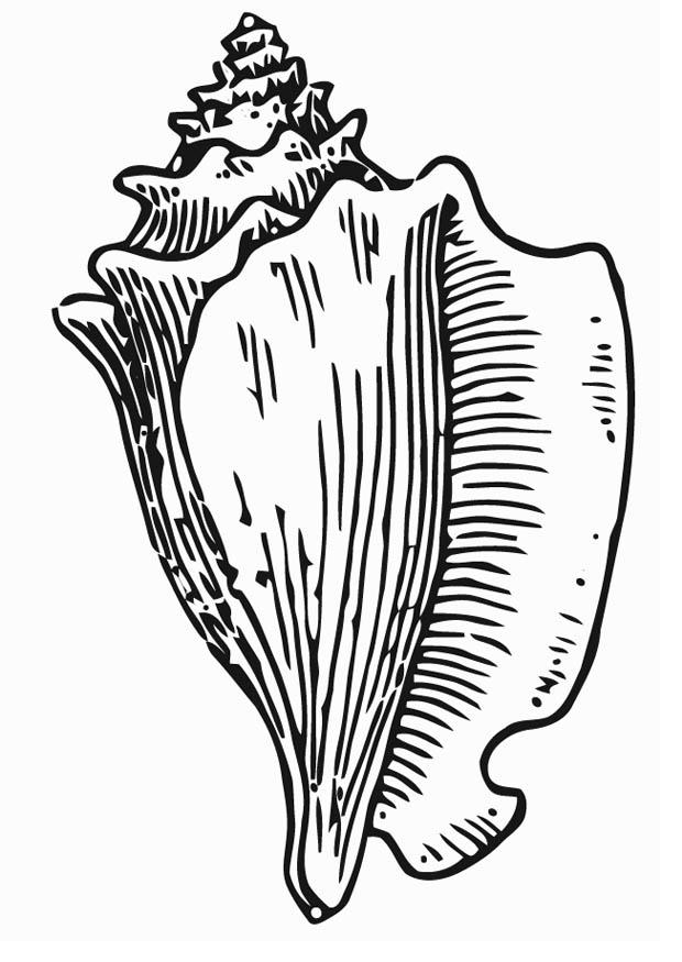 coquillage Coloriage coquillage