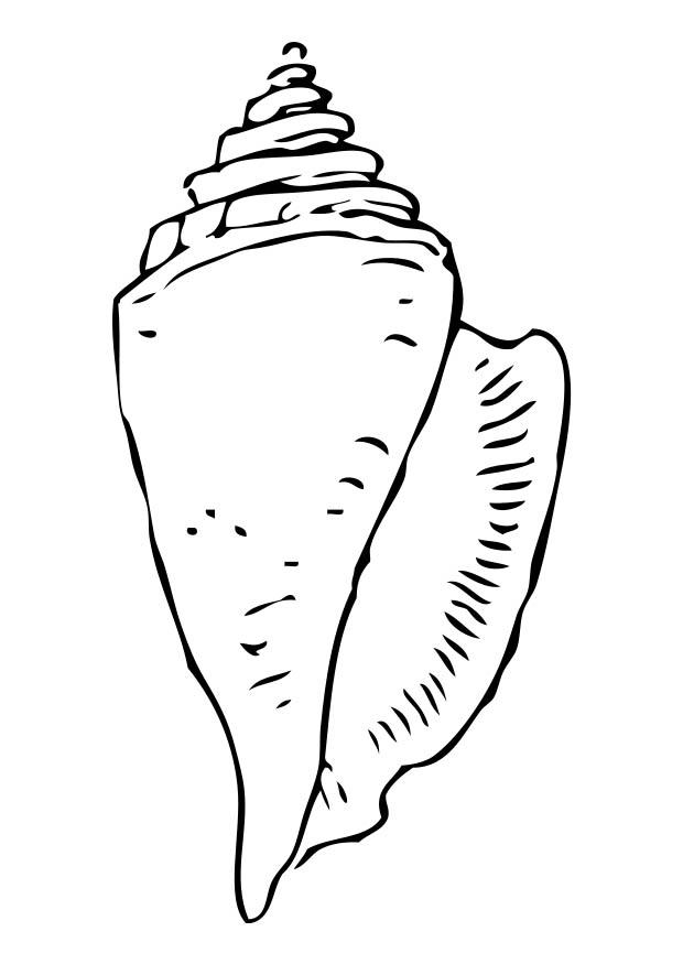 coquillage Coloriage coquillage