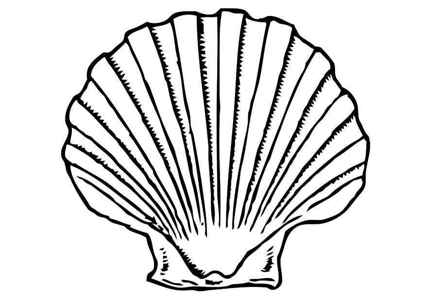 coquille Coloriage coquille