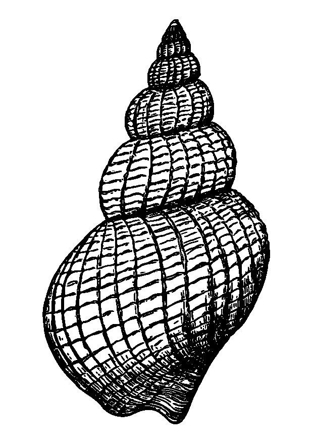 coquille Coloriage coquille