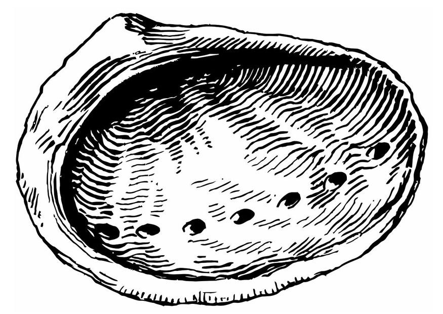 coquille - haliotide Coloriage coquille - haliotide