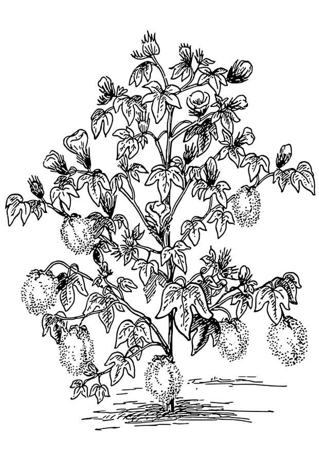 cotonnier Coloriage cotonnier