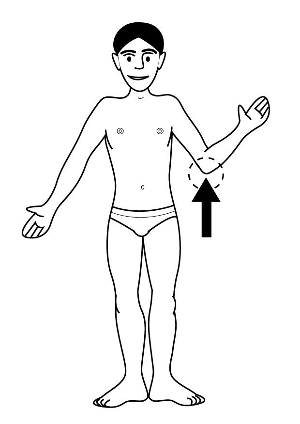 coude Coloriage coude