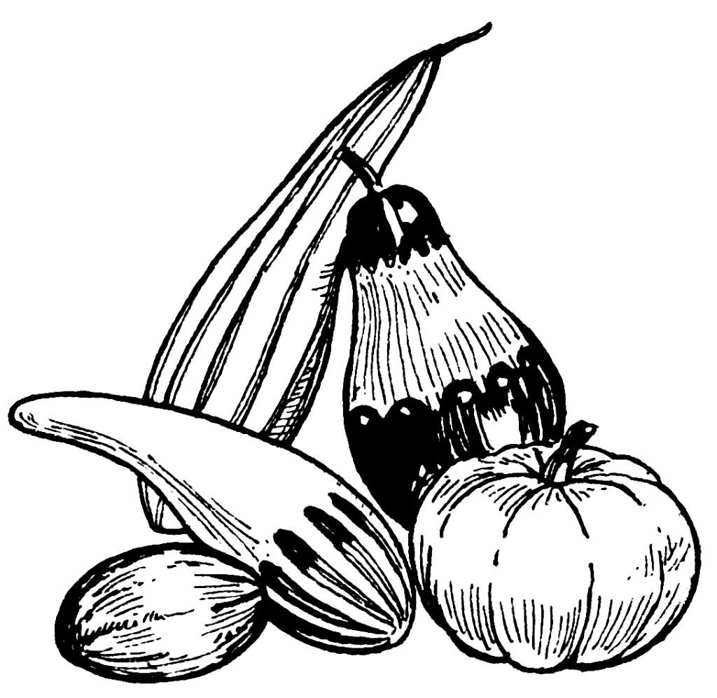 courges Coloriage courges