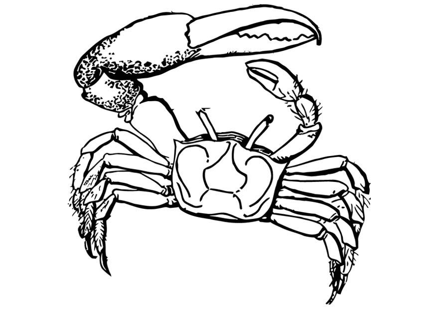 crabe Coloriage crabe