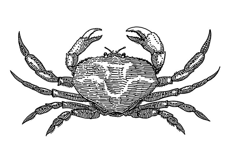 crabe Coloriage crabe