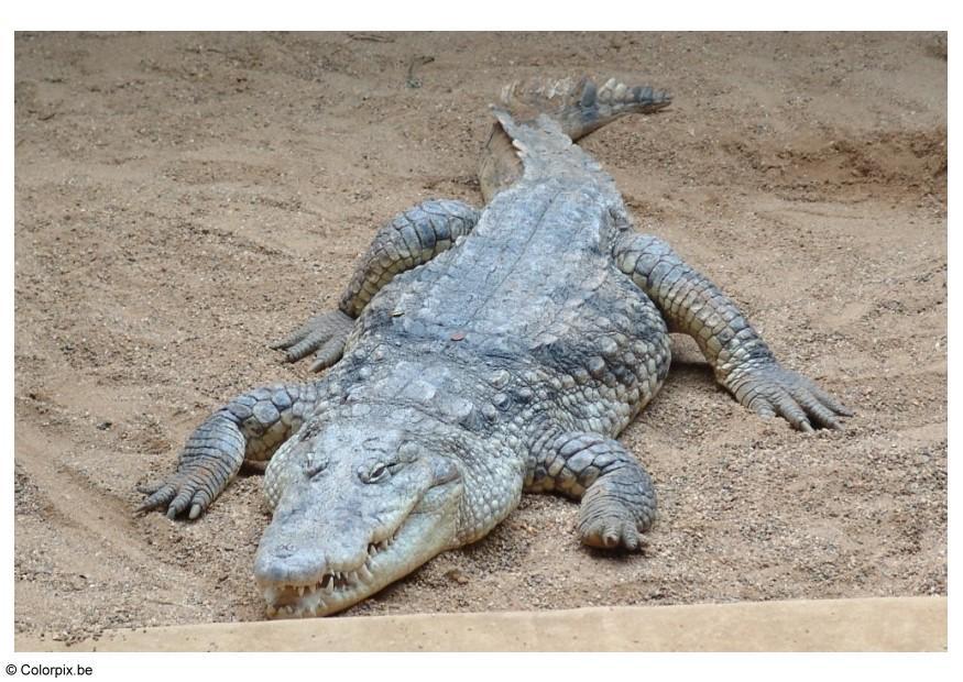 crocodile Photo crocodile