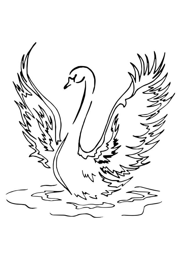 cygne Coloriage cygne