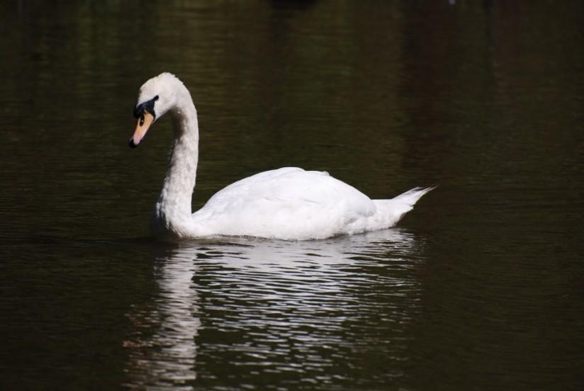 cygne Photo cygne