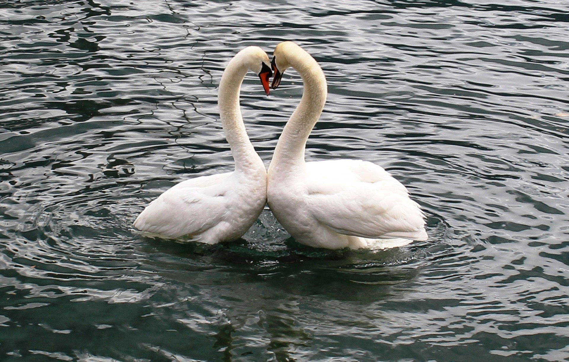 cygnes Photo cygnes