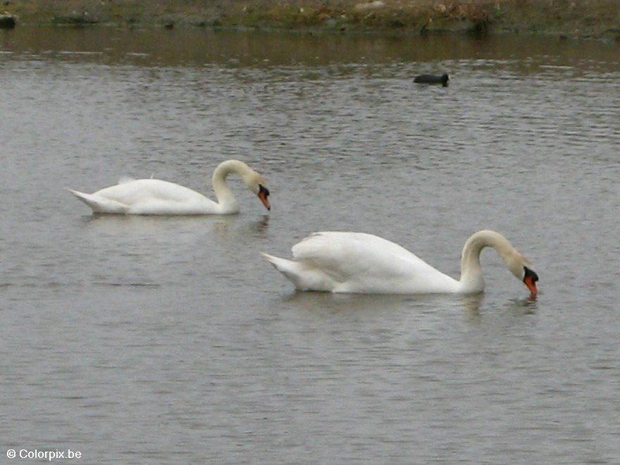 cygnes Photo cygnes