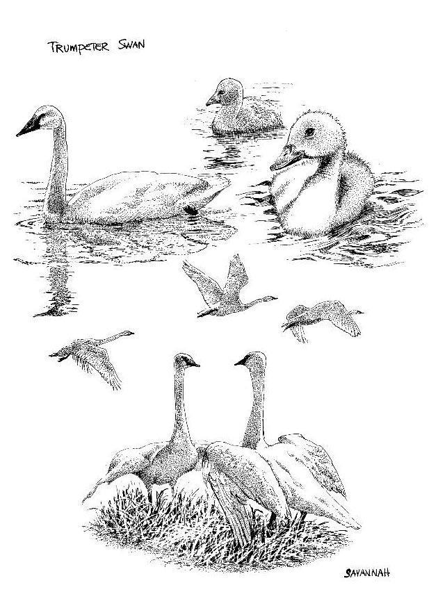 cygnes Coloriage cygnes