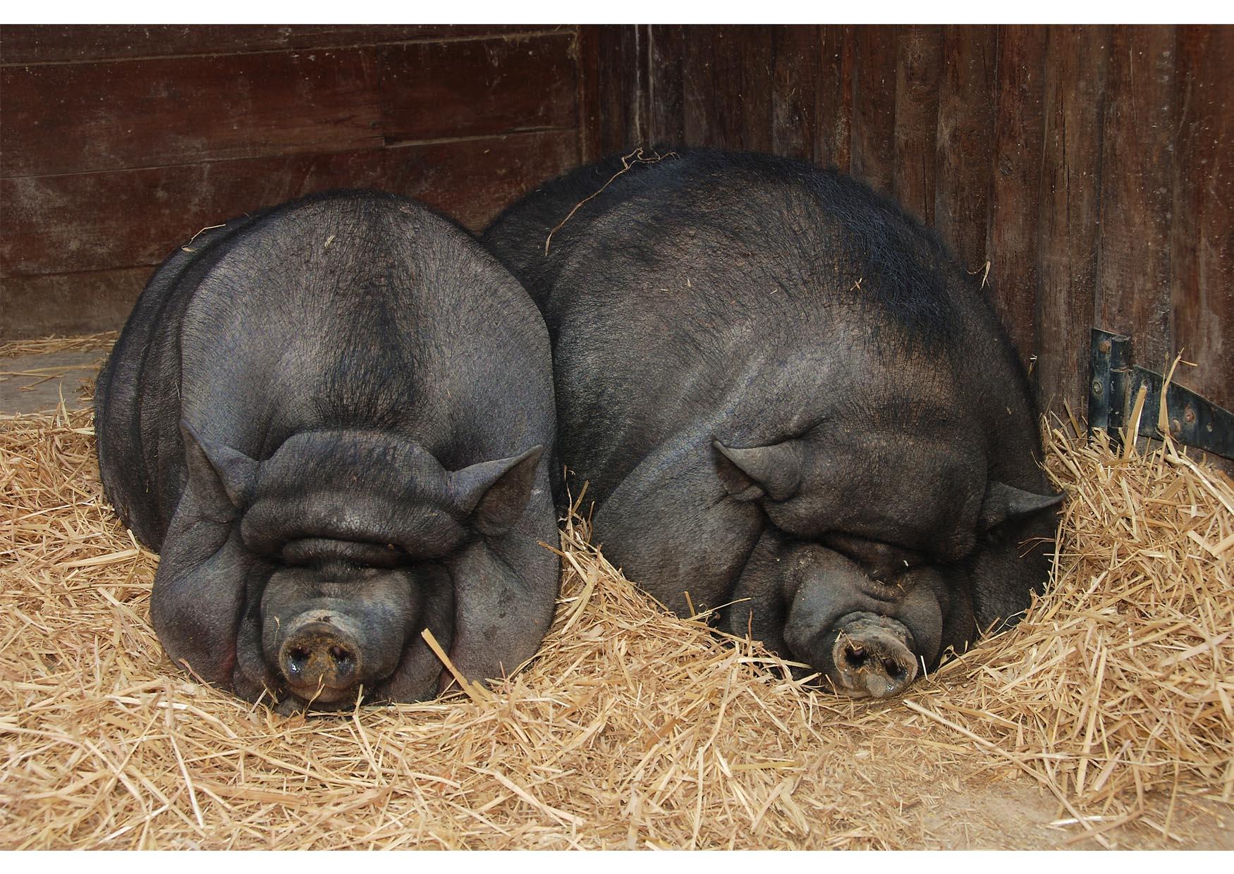 des cochons Photo des cochons