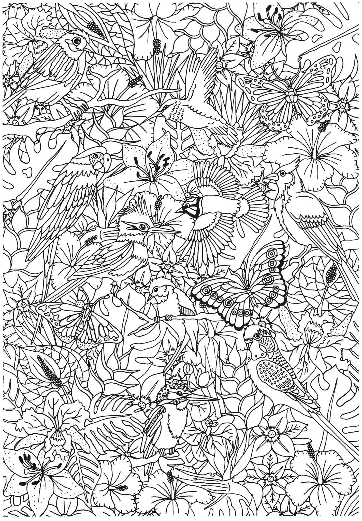 des oiseaux Coloriage des oiseaux