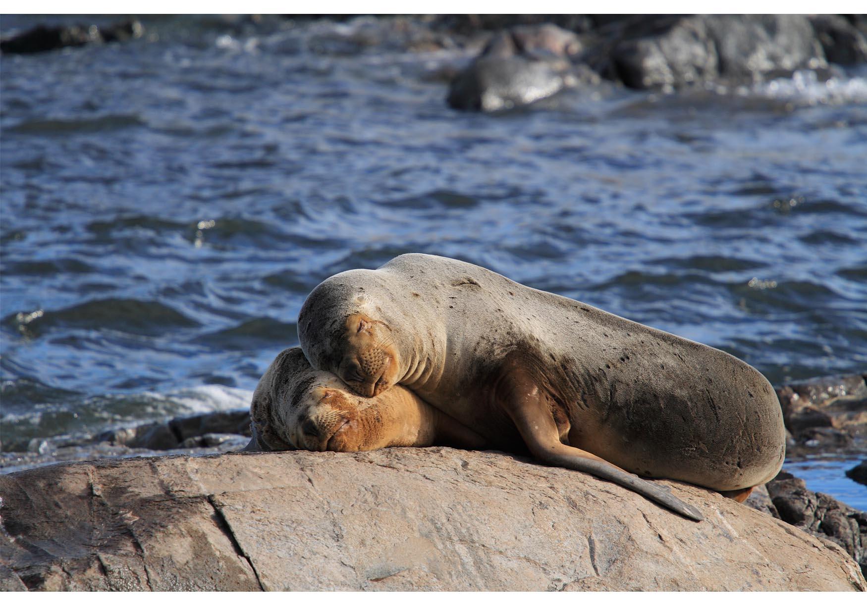 des otaries Photo des otaries