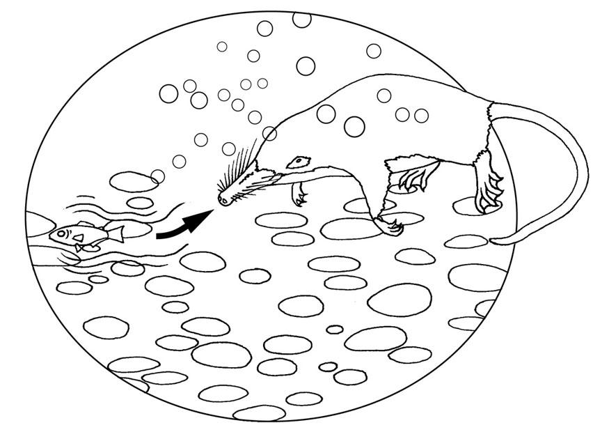 desman est titillA© Coloriage desman est titillA©