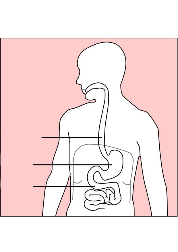 digestion Image digestion