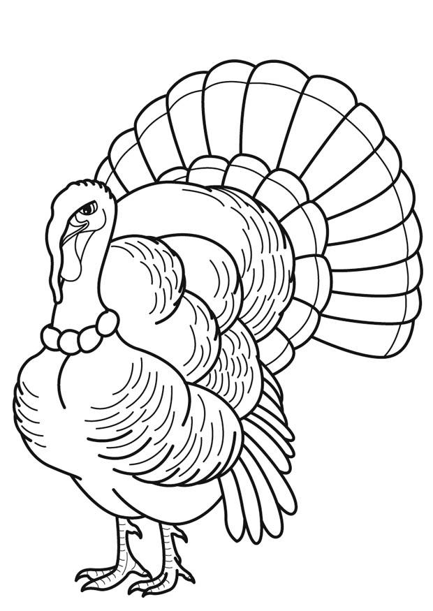 dinde Coloriage dinde