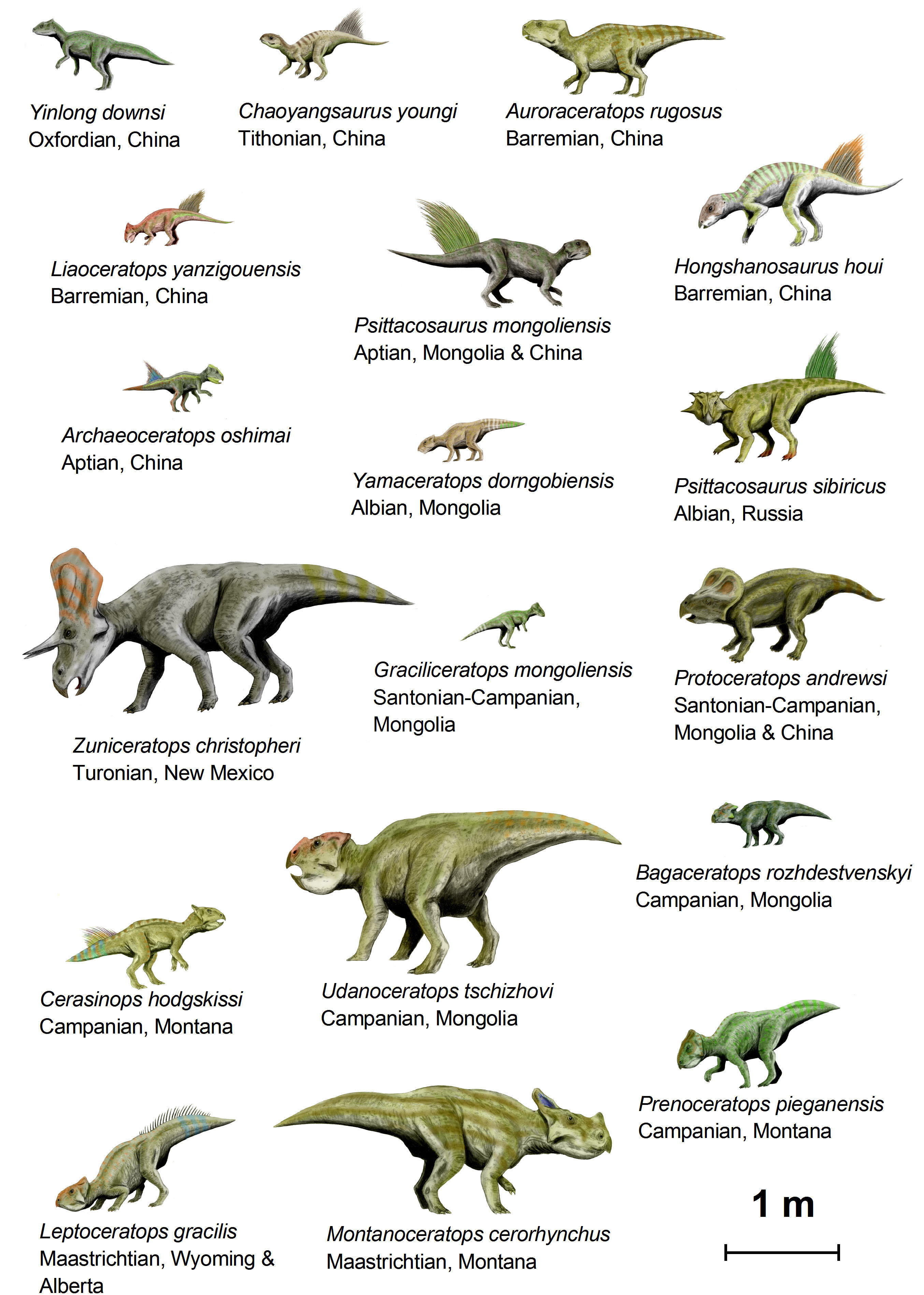 dinosaures (basal ceratopsia) Image dinosaures (basal ceratopsia)