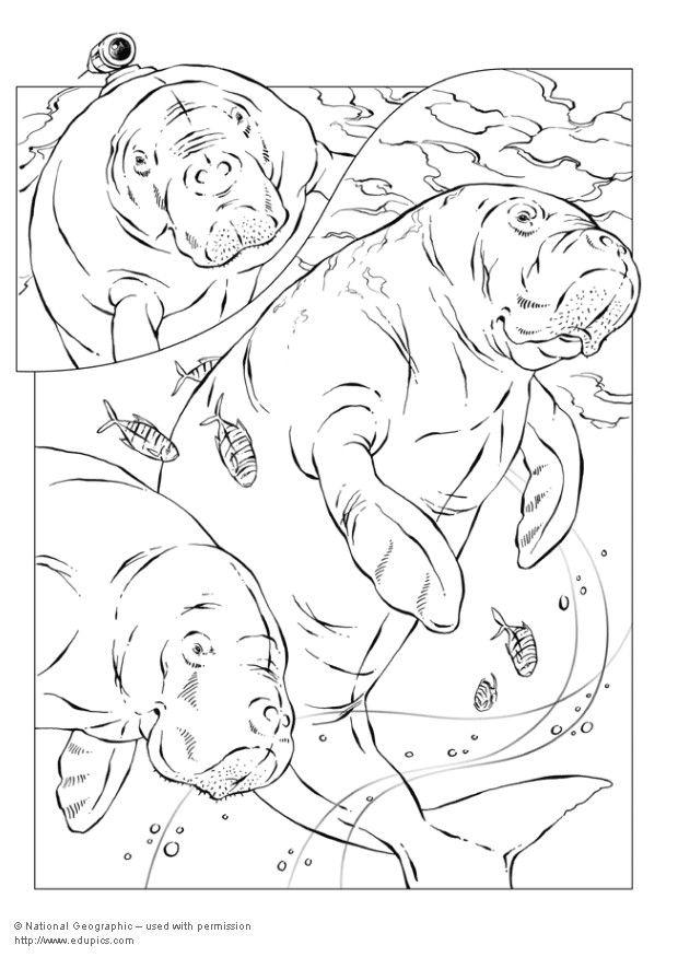 dugongs Coloriage dugongs
