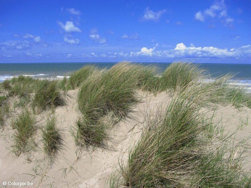 dunes Photo dunes