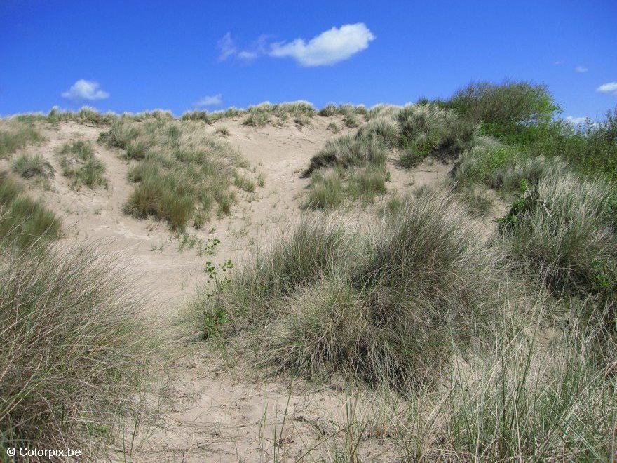 dunes Photo dunes