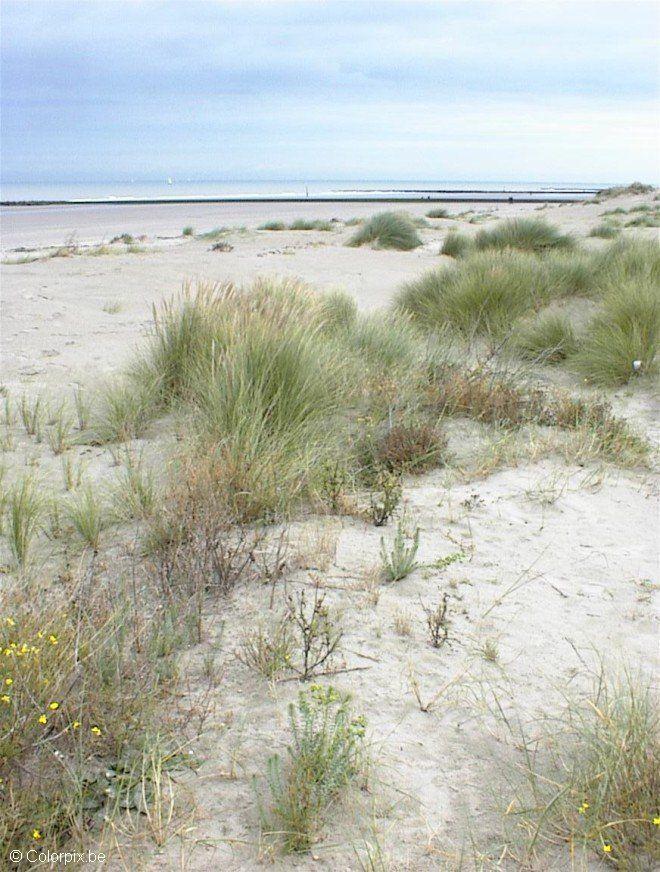 dunes Photo dunes