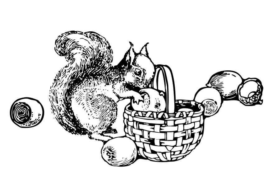 A©cureuil Coloriage A©cureuil
