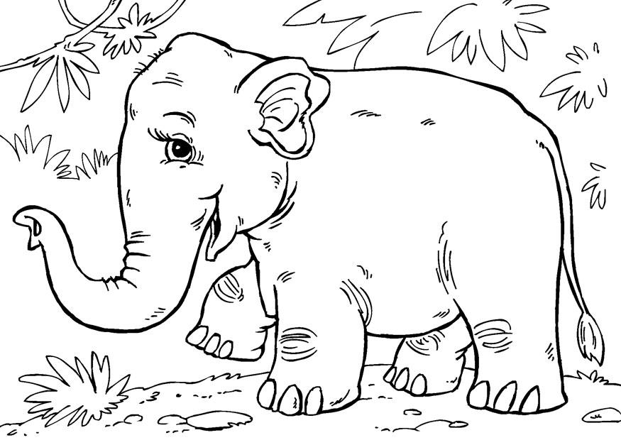 A©lA©phant dasie Coloriage A©lA©phant dasie