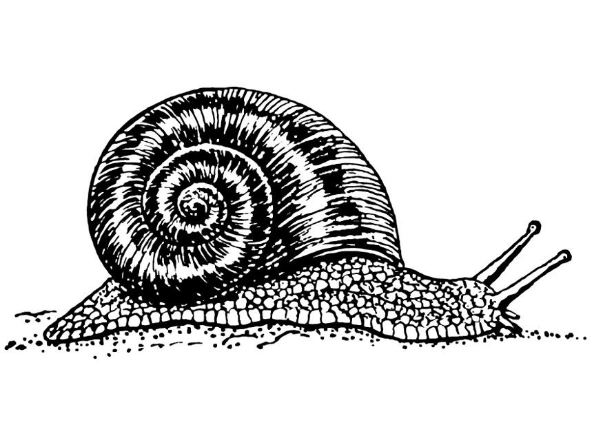 escargot Coloriage escargot