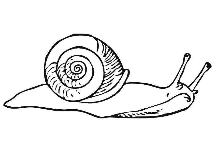Coloriage escargot