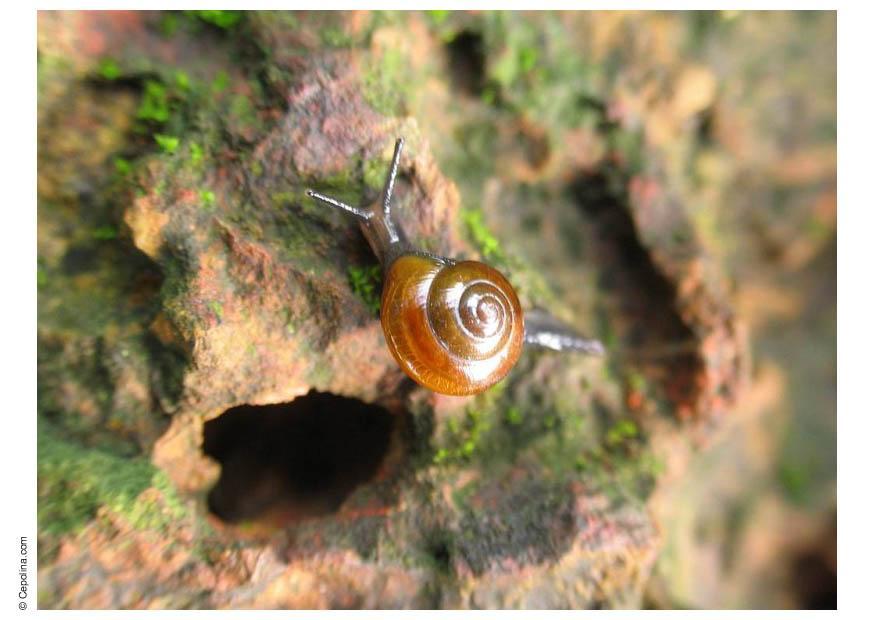 escargot Photo escargot