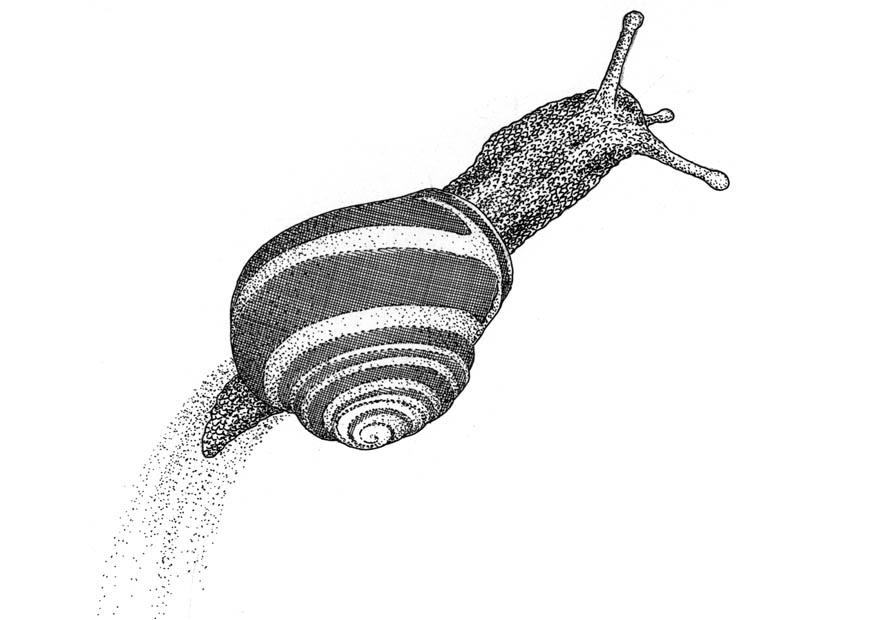 escargot Coloriage escargot