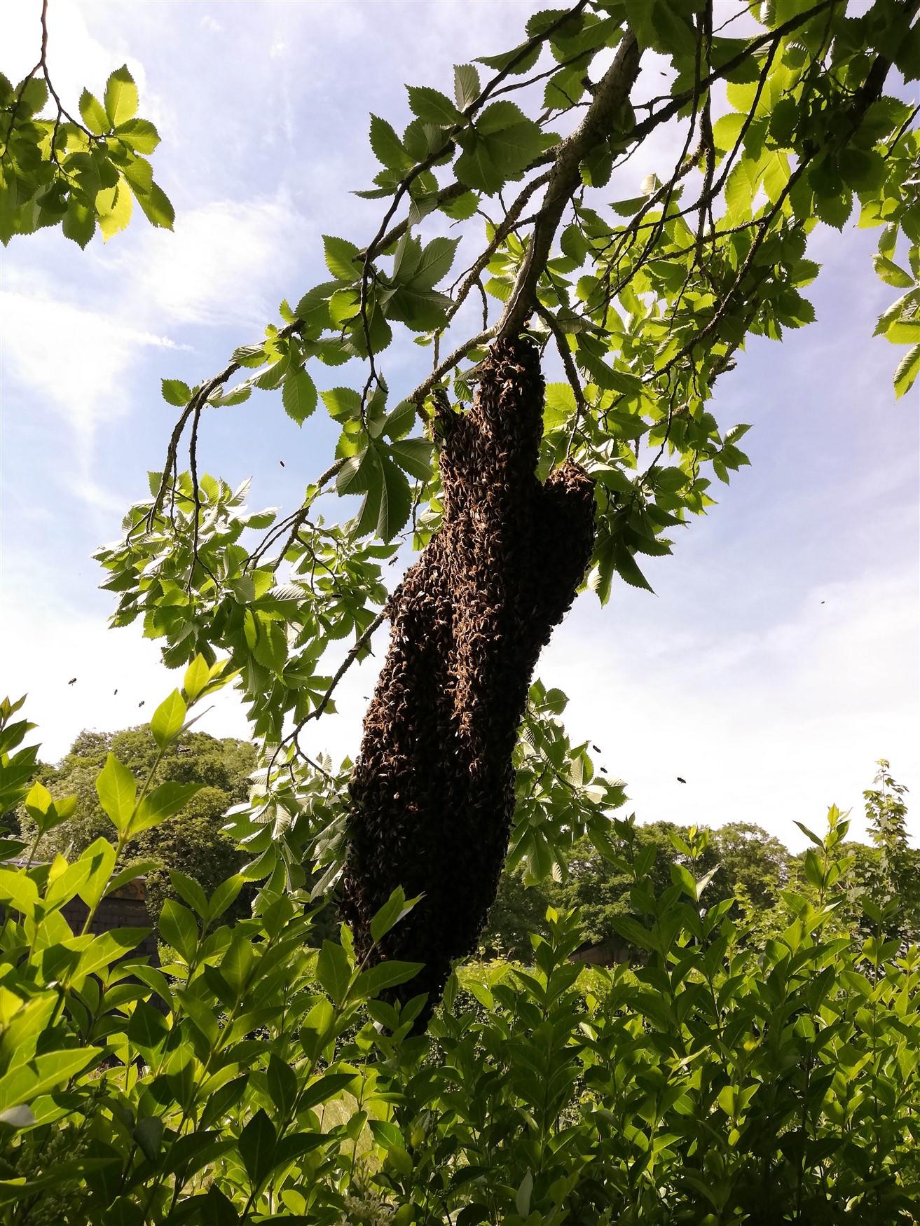 essaim d'abeilles Photo essaim d'abeilles
