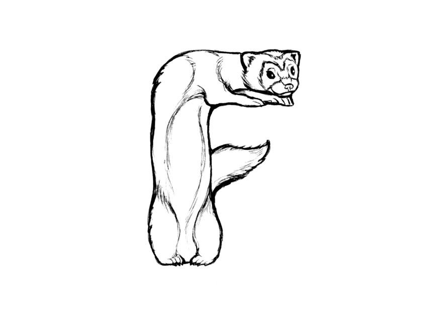 f-ferret Coloriage f-ferret