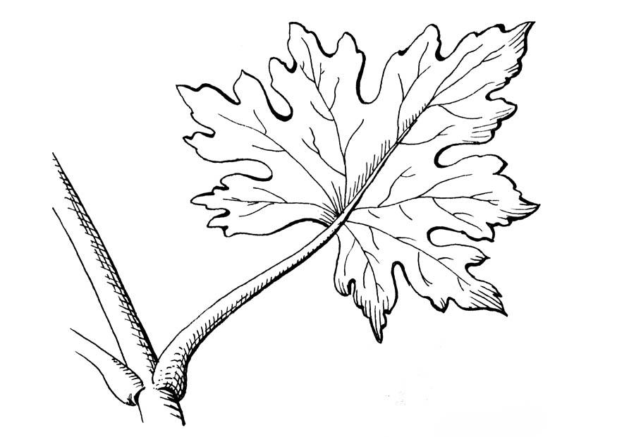 feuille Coloriage feuille
