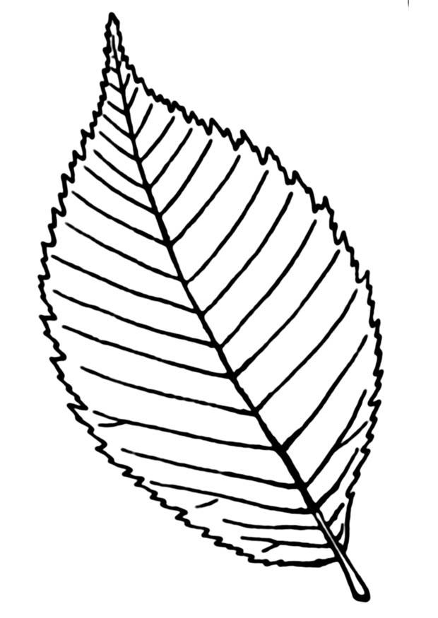 feuille Coloriage feuille