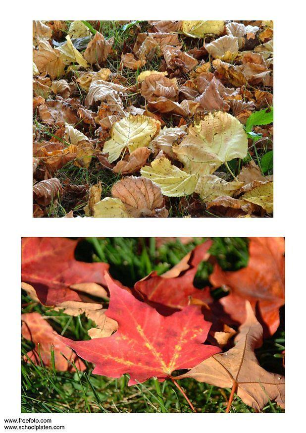 feuilles Photo feuilles