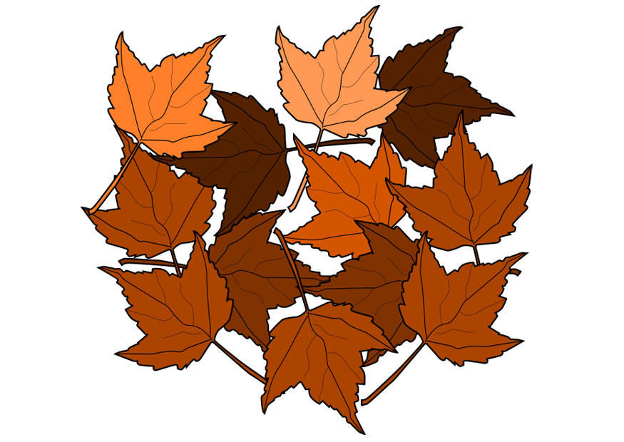 feuilles dautomne Image feuilles dautomne