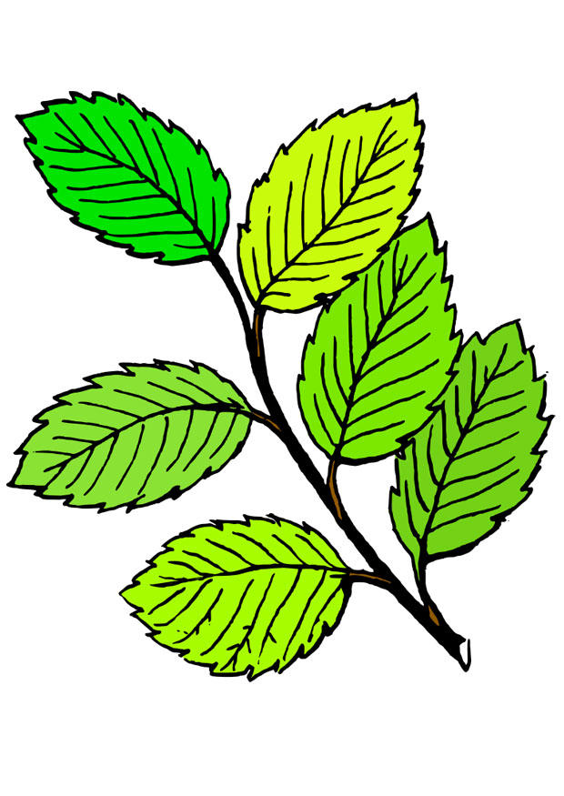 feuilles dA©tA© Image feuilles dA©tA©