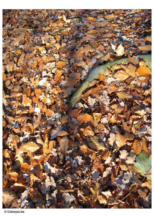 feuilles dautomne Photo feuilles dautomne