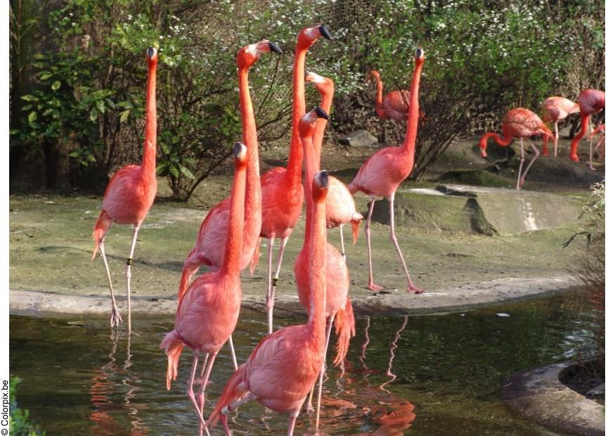 flamants Photo flamants