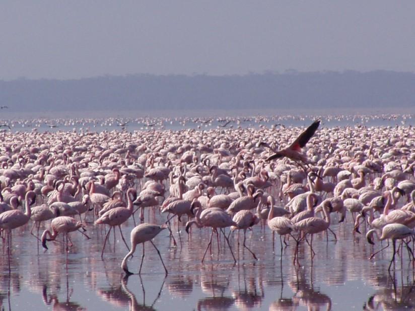 flamants Photo flamants