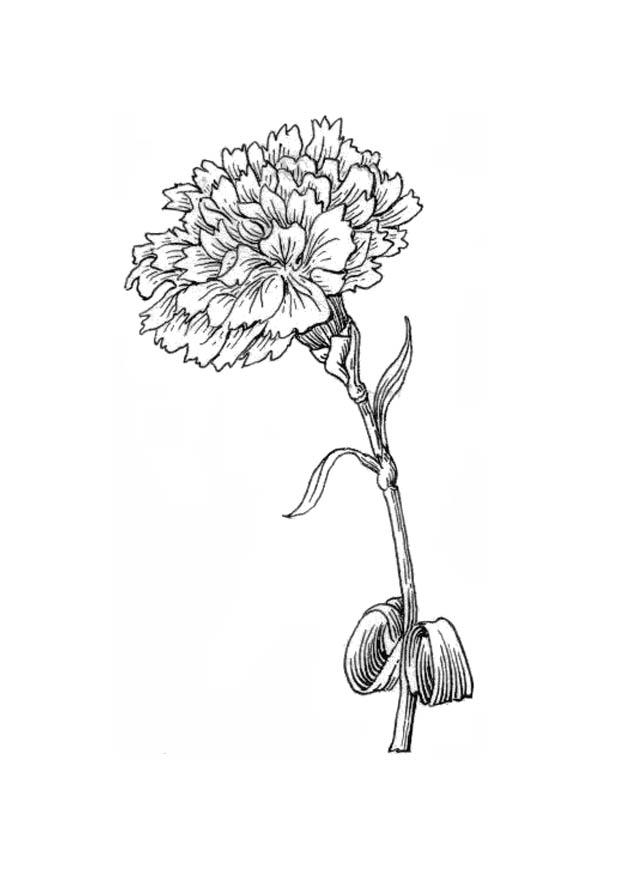 fleur - oeillet Coloriage fleur - oeillet