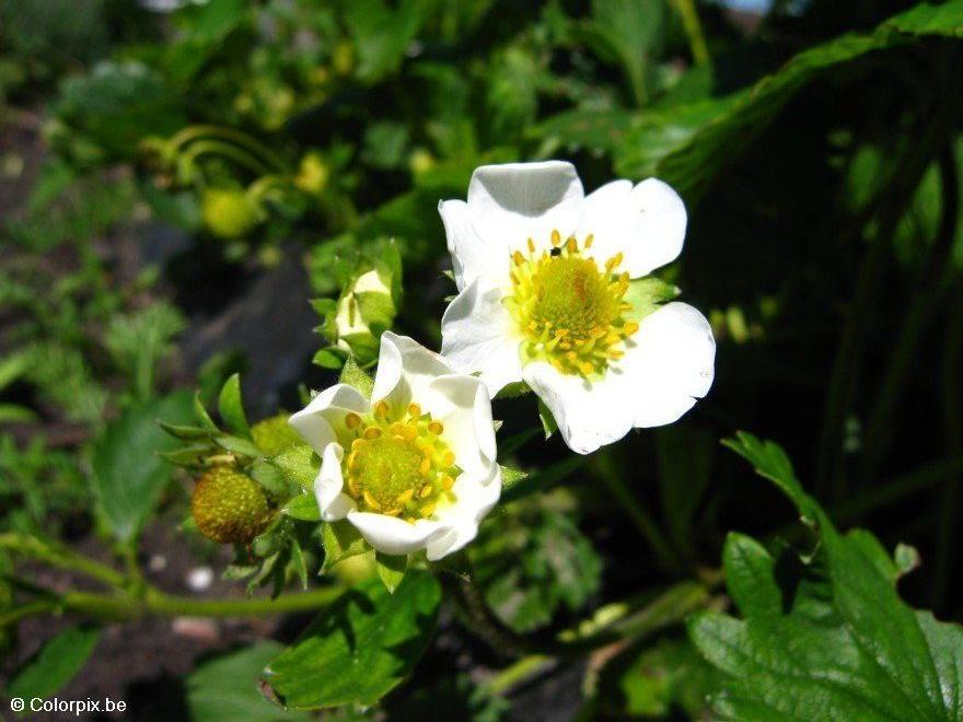 fleurs de fraisier Photo fleurs de fraisier