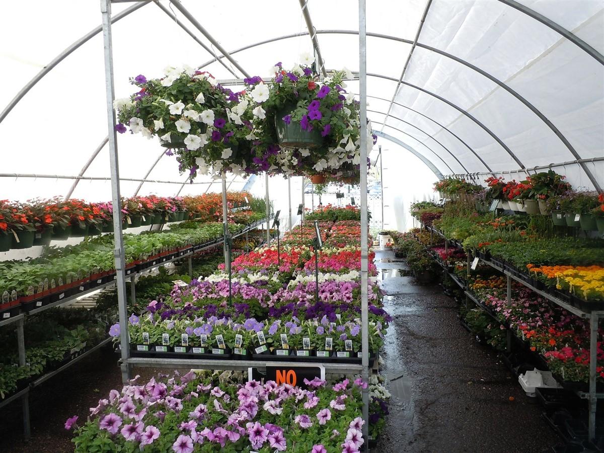 fleurs et plantes Photo fleurs et plantes