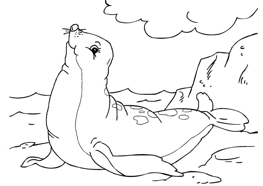 foque Coloriage foque