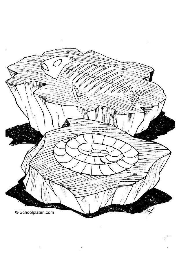 fossiles Coloriage fossiles